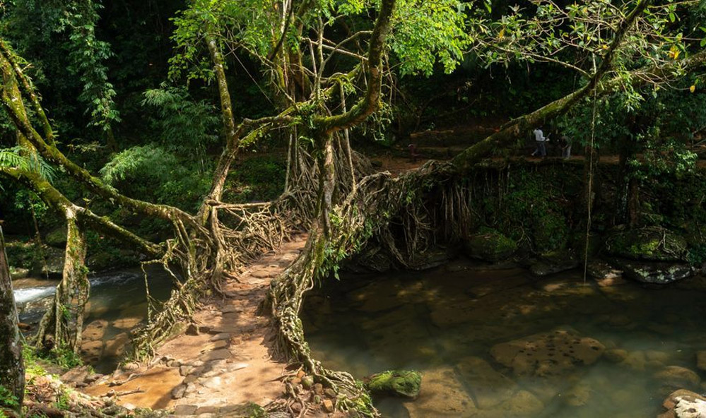 The Living Architecture of Meghalaya: Growing Bridges in the Clouds